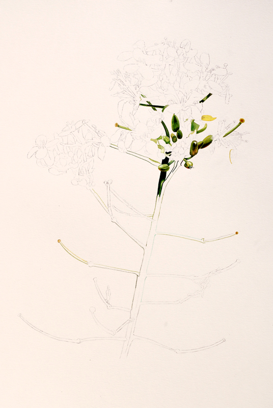 1.1011_polemoflores_fausse_roquette.jpg